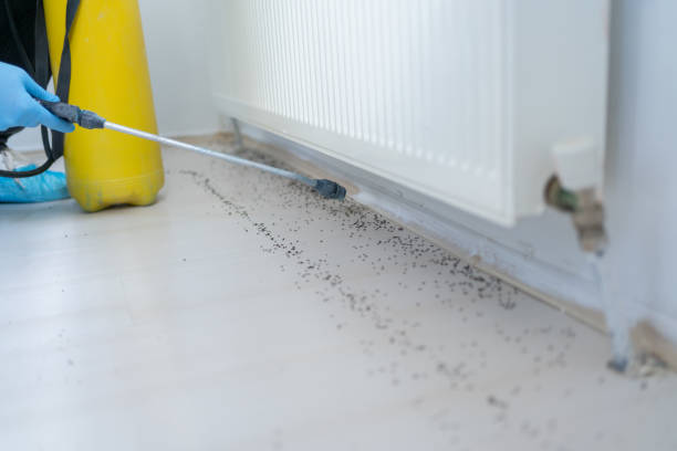 Best Bed Bug Extermination  in Marcus, IA